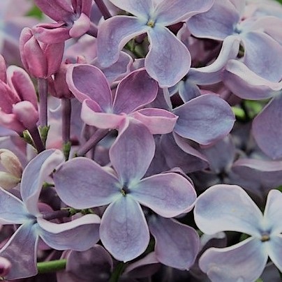 "Simple sky" syringa vulgaris 